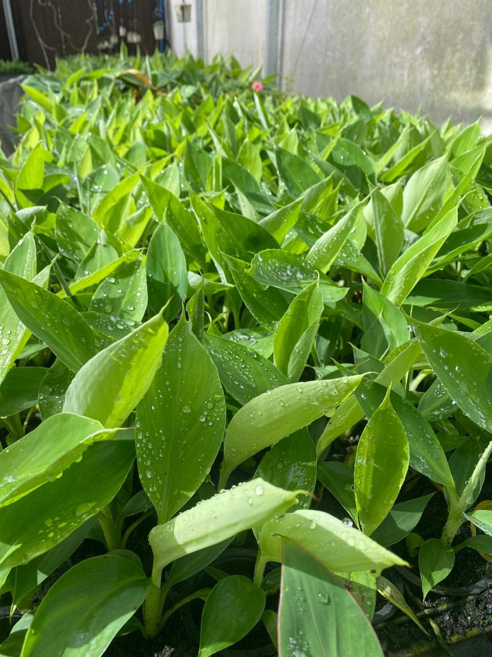 Foto 6 de Biofábrica Cooper Extremo Norte - Alpestre