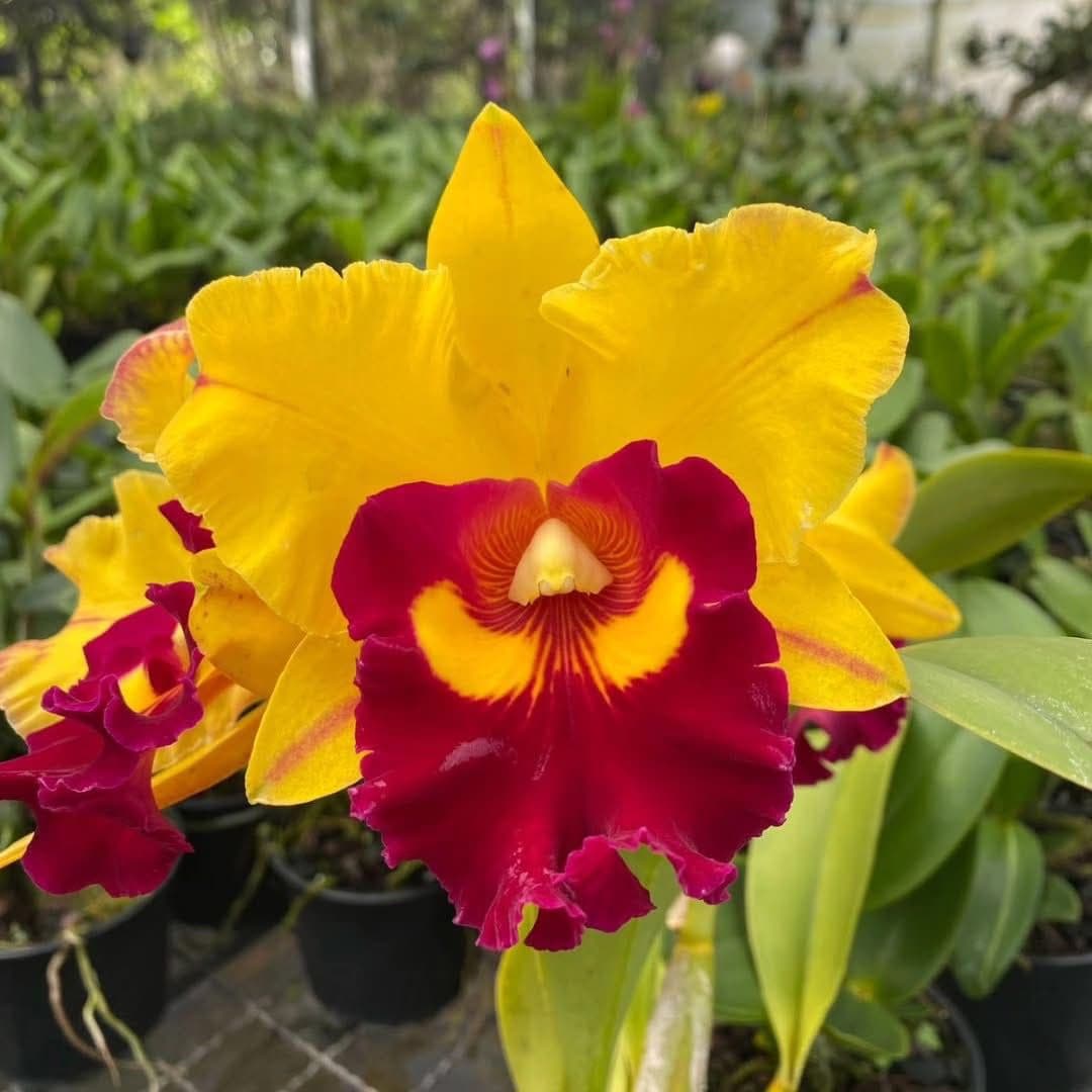 Foto 14 de Biofábrica Cooper Extremo Norte - Alpestre