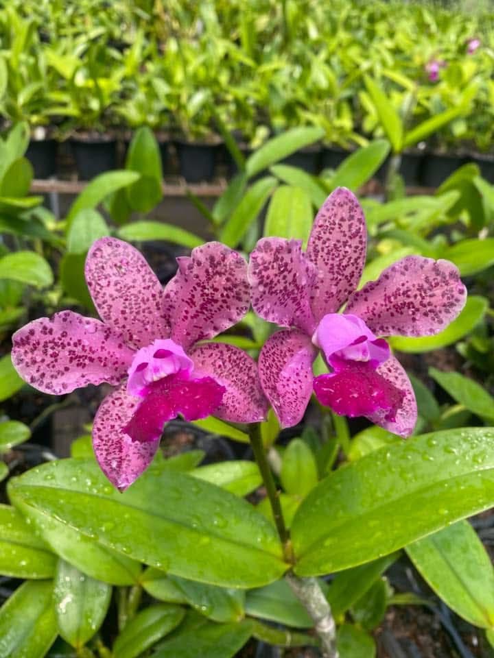 Foto 13 de Biofábrica Cooper Extremo Norte - Alpestre