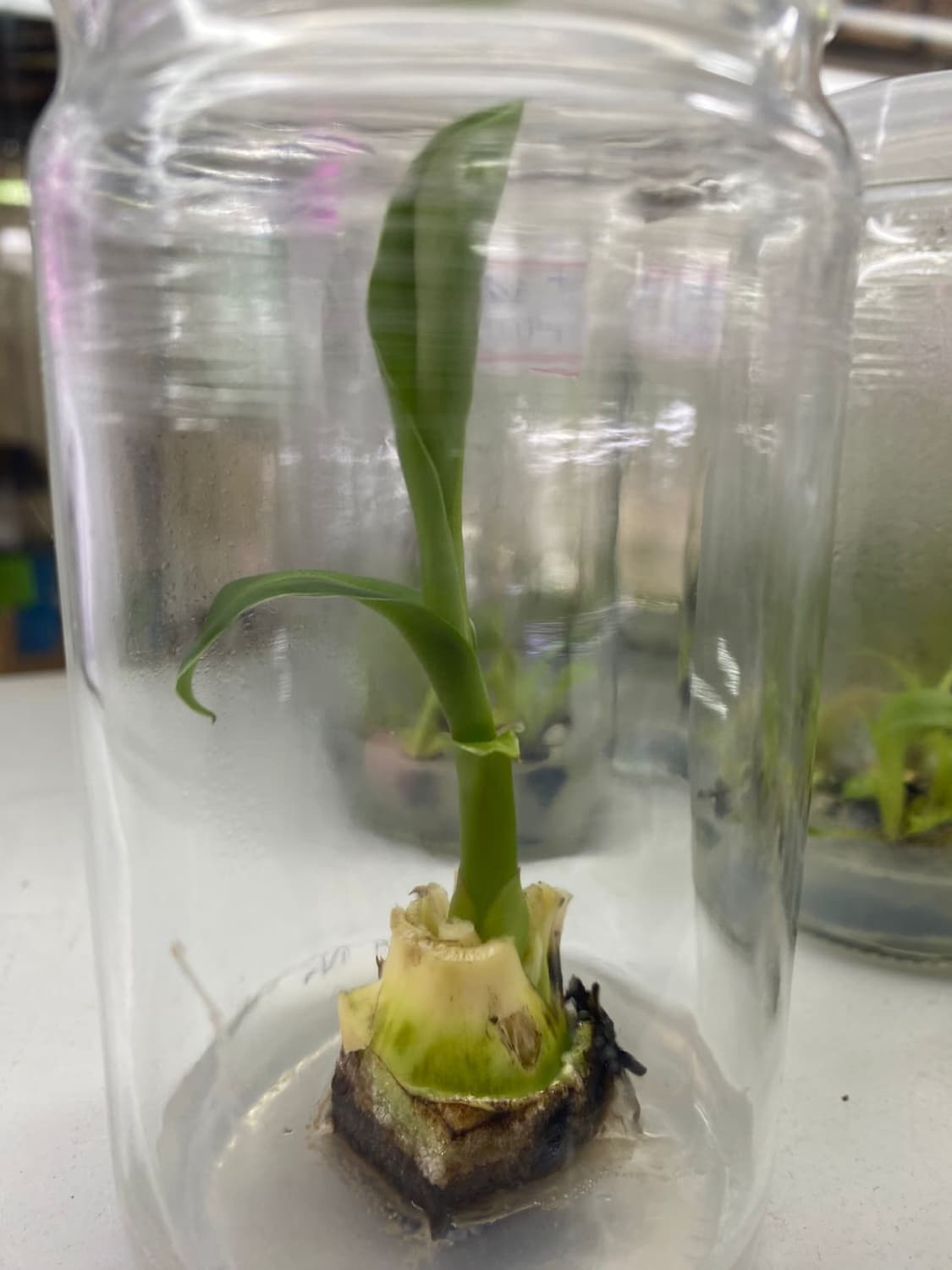 Foto 5 de Biofábrica Cooper Extremo Norte - Alpestre