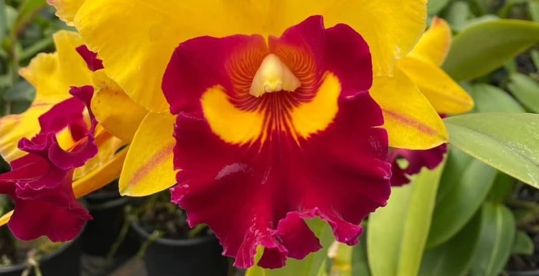 Biofábrica Cooper Extremo Norte - Alpestre