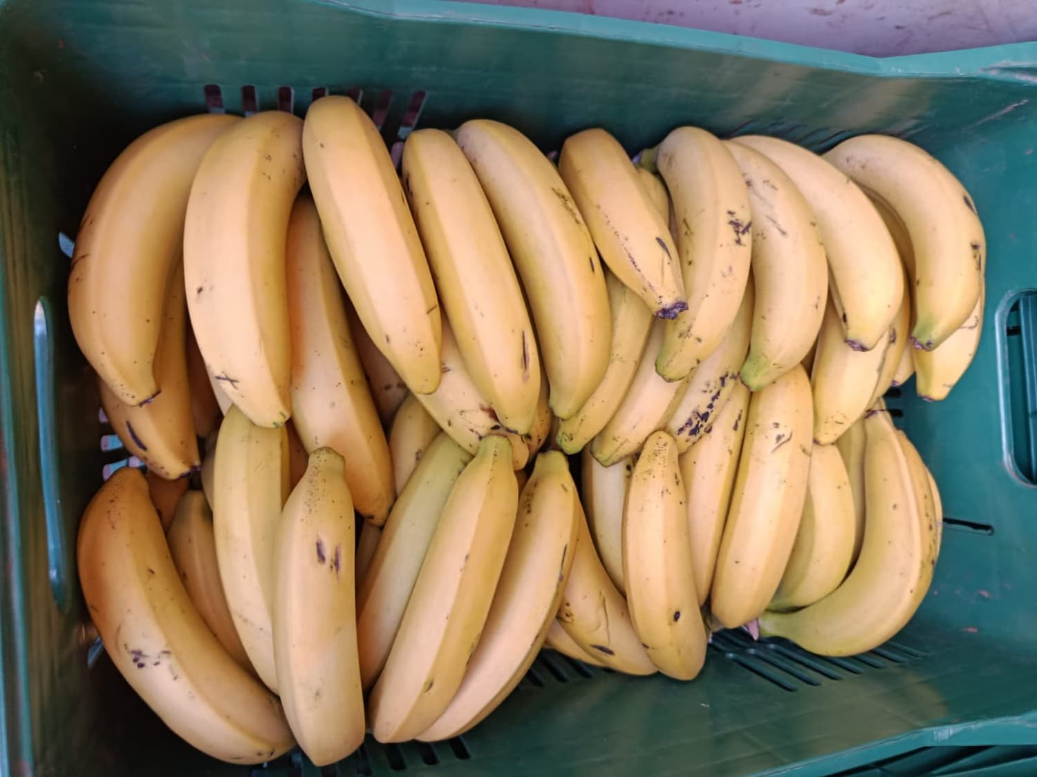 Foto 4 de Biofábrica Cooper Extremo Norte - Alpestre