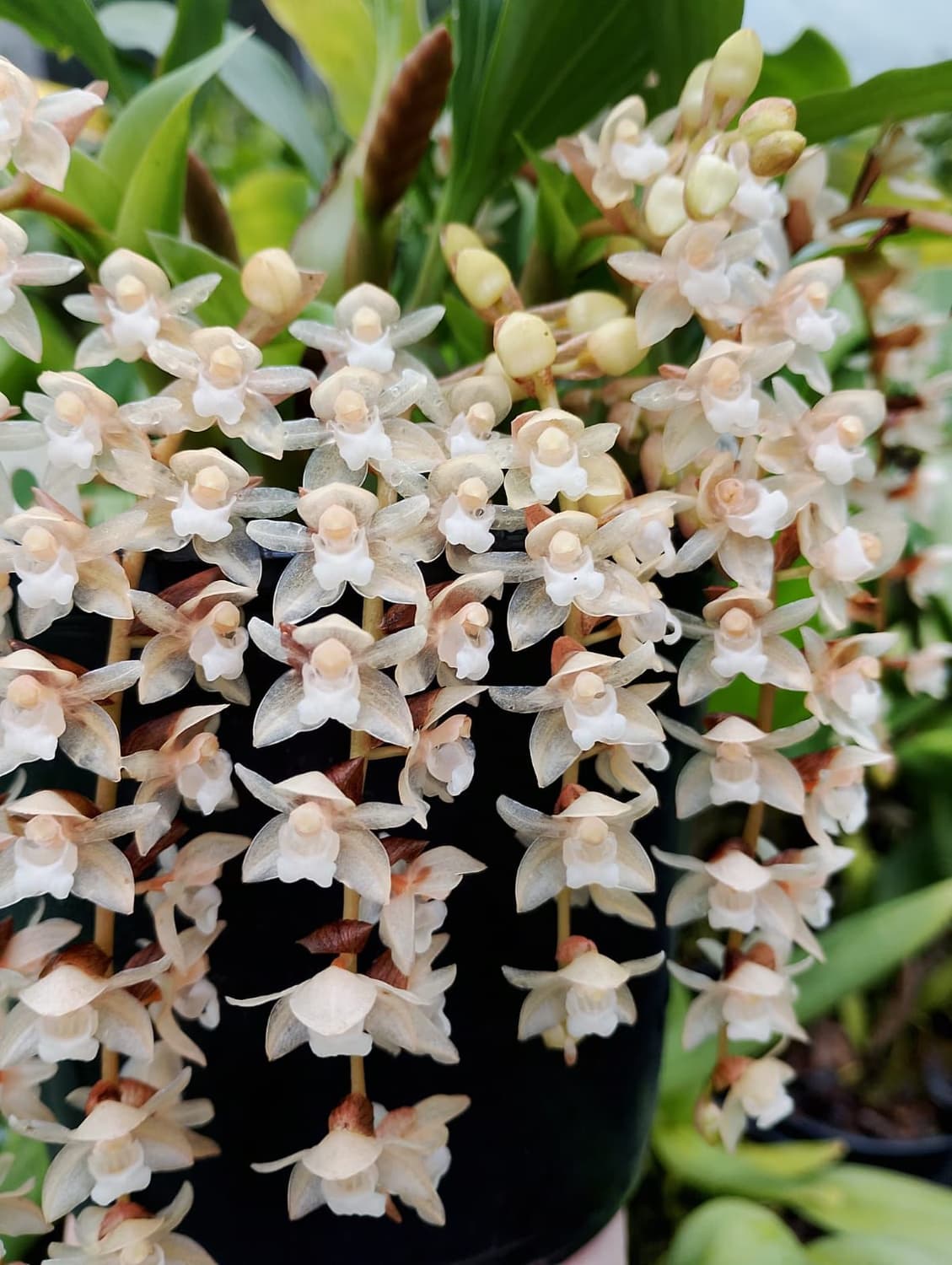 Foto 15 de Biofábrica Cooper Extremo Norte - Alpestre